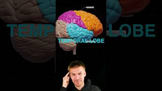 Brain lobes overview [upl. by Ibrad63]