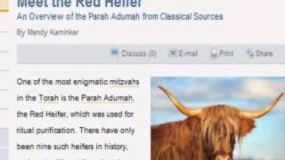 Breaking Red Heifer Signs of The Temple Last Days [upl. by Refiffej]