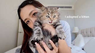 I adopted a kitten 🐱 first 24hrs at home [upl. by Phineas]