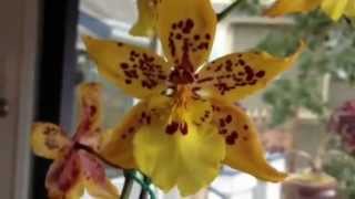 Orchid care Phalaenopsis alternative Odontocidium Tiger Crow Orchid [upl. by Mosenthal733]