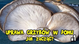 UPRAWA GRZYBÓW w domu  jak zacząć podłoża grzybnie boczniaki pieczarki shiitake nameko [upl. by Nerehs]