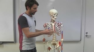 The Axial and Appendicular Skeleton [upl. by Ejrog]