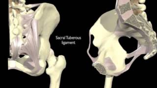 Sacrum Pain Solution Online [upl. by Nofpets873]