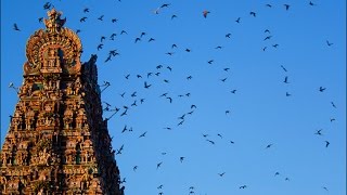 Kapaleeswarar Temple Mylapore Chennai [upl. by Letisha]