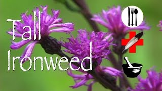 Tall Ironweed Edible Medicinal amp Other Uses [upl. by Sharona]