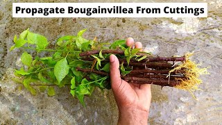 How to propagate bougainvillea from cuttings  growing bougainvillea cuttings [upl. by Franz]