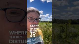 Get to Know Toxic Plants Wild Parsnip  Habitat amp LookaLikes herbalism plantid toxicplants [upl. by Adriana]