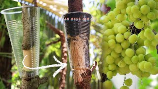 How To Air Layer Gooseberry Plant For Beginner l Growing Gooseberry From Cutting [upl. by Sidnak]