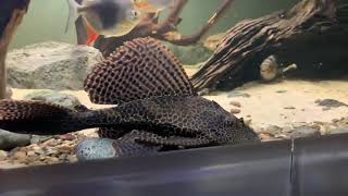 L165 Leopard Sailfin Pleco Glyptoperichthys gibbiceps WabenSchilderwels [upl. by Ahsotan]