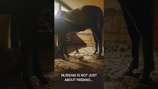 The Bonding Power of Nursing in Foals didyouknow nursing horselover [upl. by Isaak]