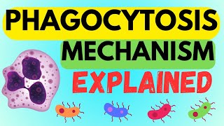 INSIDE THE PHAGOCYTOSIS MECHANISM  EXPLAINED IN 1 MINUTE AND MADE EASY [upl. by Ahsak]