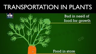 Transportation in plants  Life processes  10th Biology  CBSE  ncert class 10  X Science [upl. by Naujal]