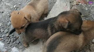 Những Chú Chó Con Dễ Thương Vô Đối  Cute puppy dogs videos  Cải TV [upl. by Gautier]