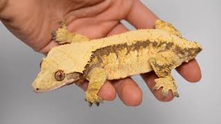 Handling Your Crested Gecko New Owners Watch This [upl. by Nudd918]