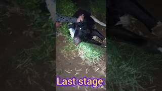 Treatment of trypanosoma in heafer अढैया बुखारfarmingyoutubeshortscowdiseasefunnyfunnyvideo [upl. by Rafter]