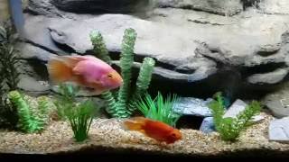 Blood Parrot Ram Cichlid Aquarium update Universal Rocks Ledge 3D background [upl. by Monto931]