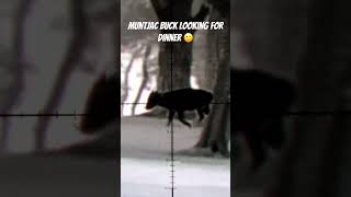 Muntjac buck looking for dinner fyp hunting subscribe [upl. by Sllew]