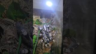 😲💯❤️MOST VENOMOUS TARANTULA💯CATCH PREY tarantula spider nature wildlife [upl. by Reedy]