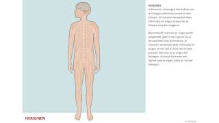 Inleiding hersenen  Epilepsie [upl. by Analah]