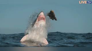 GREAT WHITE SHARK Growling or Yawning [upl. by Arraet]