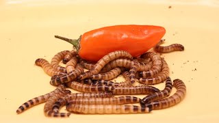 MEALWORMS ARMY VS HABANERO PEPPER  TIMELAPSE [upl. by Rena]