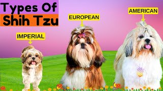 8 Types of Shih Tzu  Find Out Which Type is More Prone to Health Problems [upl. by Ephram251]