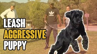 Leash Aggressive Puppy  How to Introduce Dogs [upl. by Nichani]