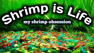 Shrimp is Life  My Shrimp Obsession  All My Shrimp Tanks [upl. by Duthie716]