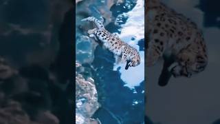 Leopardo de las nieves CAZANDO a una OVEJA🐑🐆 [upl. by Adamik235]