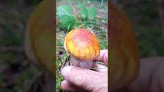 Boletus Edulis Muhteşem Görüntü grzby steinpilze mushroom [upl. by Mecke]