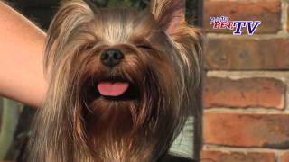 Yorkshire Terrier Informationen zur Rasse [upl. by Noside]