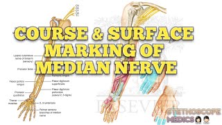 Course amp Surface Marking of Median Nerve  Clinical Anatomy of Median Nerve Superior Extremity [upl. by Squire]