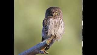 Glaucidium passerinum Eurasian Pygmy Owl 9 Contacting voices of owlets [upl. by Swec]