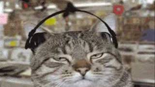 Very Funny Animated CAT GIFs  MUSIC [upl. by Spielman]