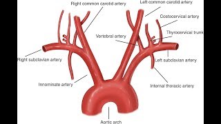 Aorta And Its Branches Anatomy [upl. by Rosane458]