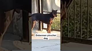 doberman pinscher puppiesdoberman pinscher barkingdoberman pinscher protection [upl. by Rosalinde]