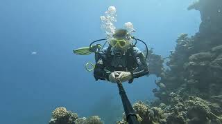 Diving in Egypt  Marsa Assalaya Turtle 20240627 [upl. by Edmondo]