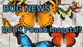 Bug News  Insect Poachers Pinched Here Is How To Collect Legally [upl. by Mahgirb]