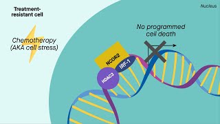 Miniorgans reveal new target for breast cancer immunotherapy [upl. by Rudich]