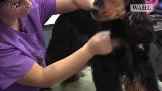 Grooming Guide  Cocker Spaniel  HandstripShowCompetition Trim  Pro Groomer [upl. by Oswald]