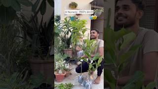 Fruit Plants Shopping 🍊🥝🥑fruit gardening youtube shopping harvest [upl. by Akiret158]