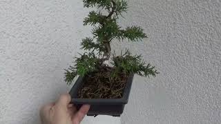 Bonsai Wacholder [upl. by Rape]