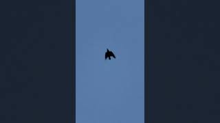 Moulting Rook Roosting In Slow Mo birds avian nature [upl. by Erdnuaed]