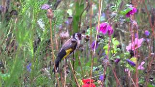 CHARDONNERET ElégantGoldfinchStieglitzCarduelis carduelisPluie  BRUITX [upl. by Itsirc]