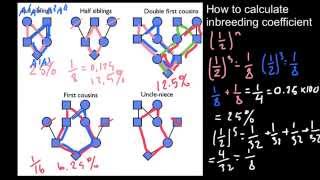 How to calculate inbreeding from a pedigree 2 [upl. by Allac]