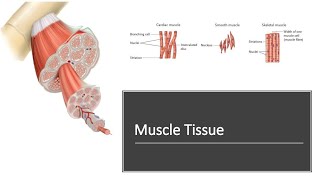 Muscle Tissue [upl. by Cathlene]