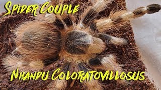 Nhandu coloratovillosus information feeding and rehousing Beautiful Tarantula [upl. by Ylac]