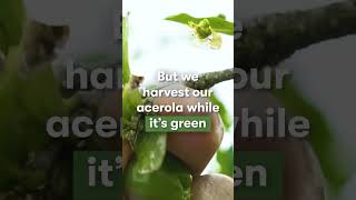 Why do we grow acerola cherries [upl. by Hullda]