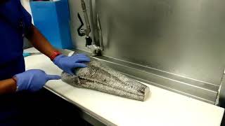 How to fillet a whole Chilean sea bass [upl. by Healey]