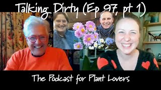 Michaelmas Daisy Special with The Picton Garden  Part One Talking Dirty Ep 97 [upl. by Hartnett187]